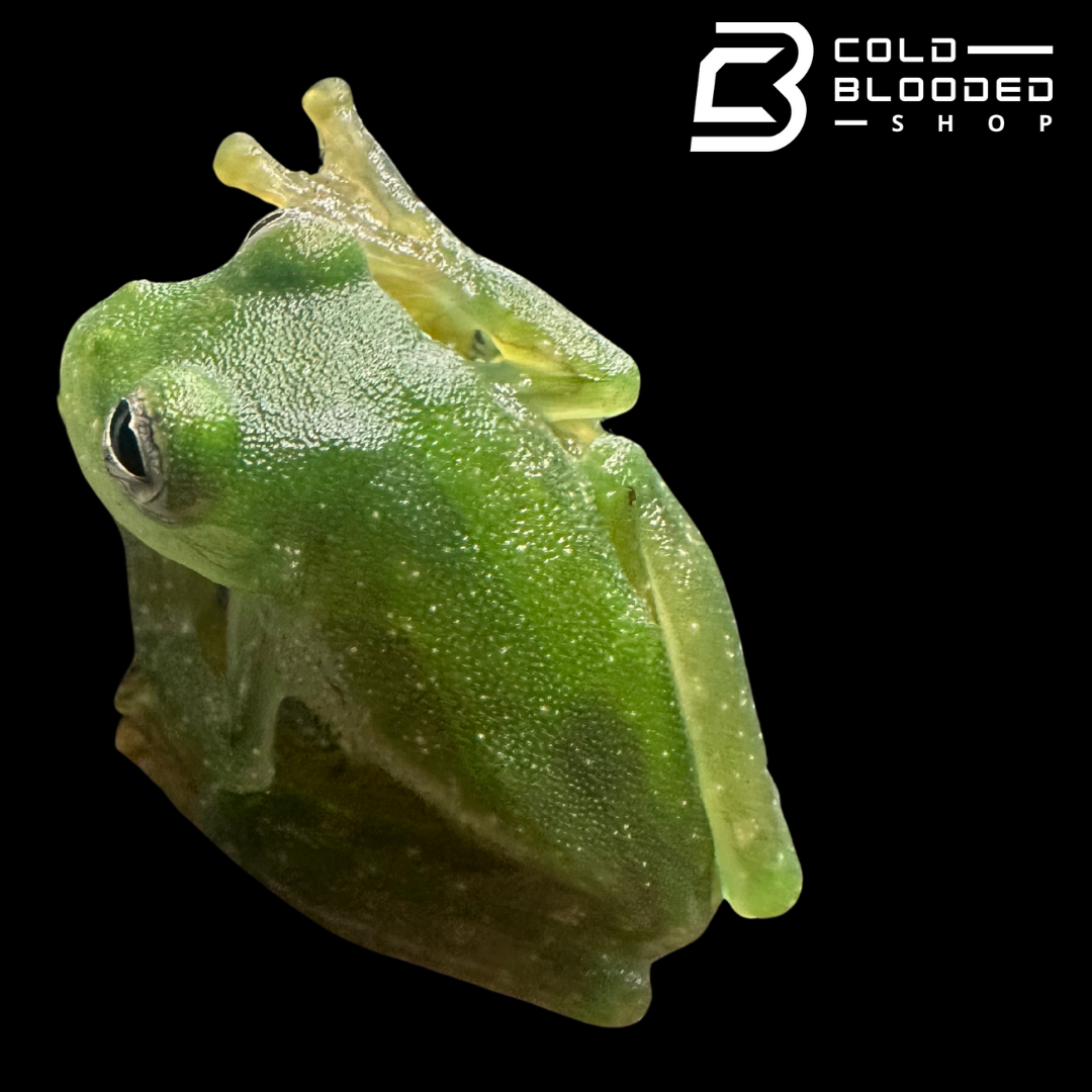 Rana de caca de pájaro vietnamita - Theloderma asperum