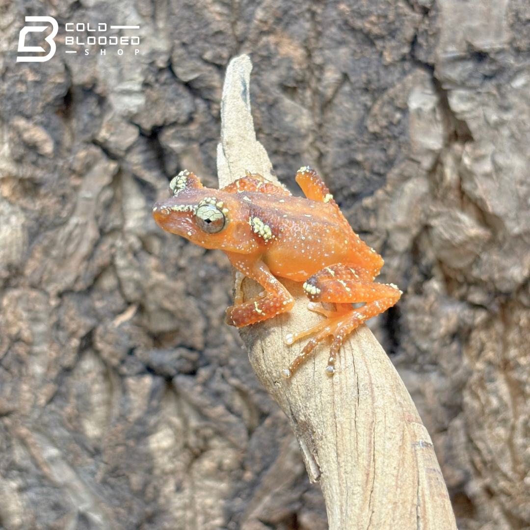 Pearly Tree Frogs - Nyctixalus Margaritifer