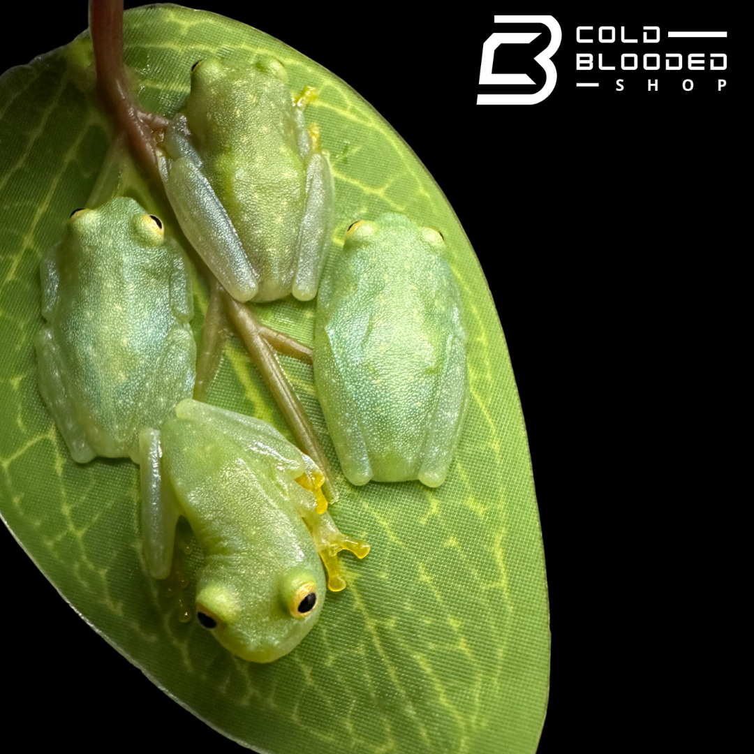 Fleischmann’s glass frogs - Hyalinobatrachium fleischmanni