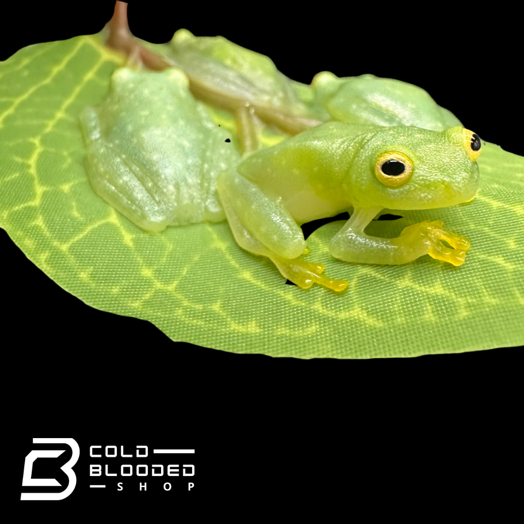 Fleischmann’s glass frogs - Hyalinobatrachium fleischmanni