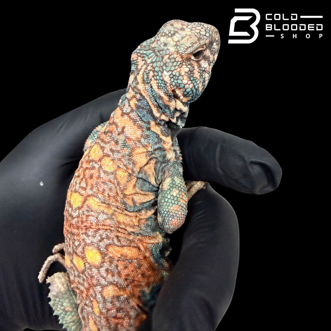 Bebé Uromastyx adornado
