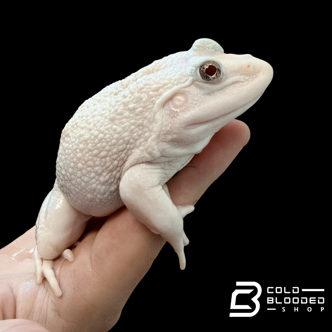 Lucy Chinese Bullfrog - Hoplobatrachus chinensis