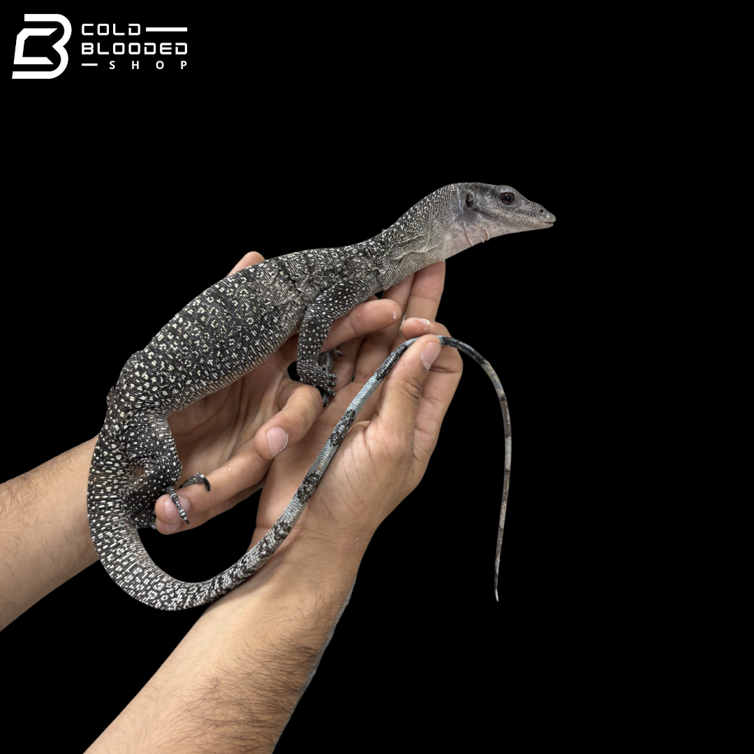 Subadult Batanta Peach-throated Monitor - Varanus jobiensis