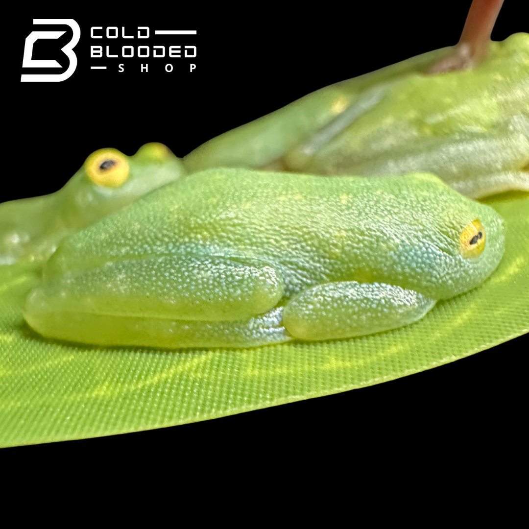 Fleischmann’s glass frogs - Hyalinobatrachium fleischmanni