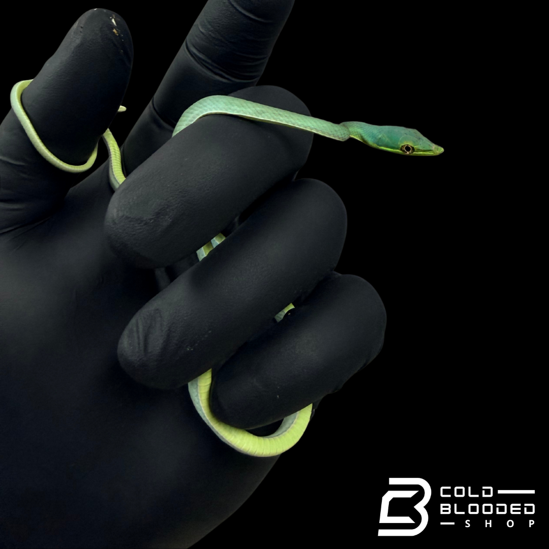 South American Giant Vine Snakes - Oxybelis Fulgidus