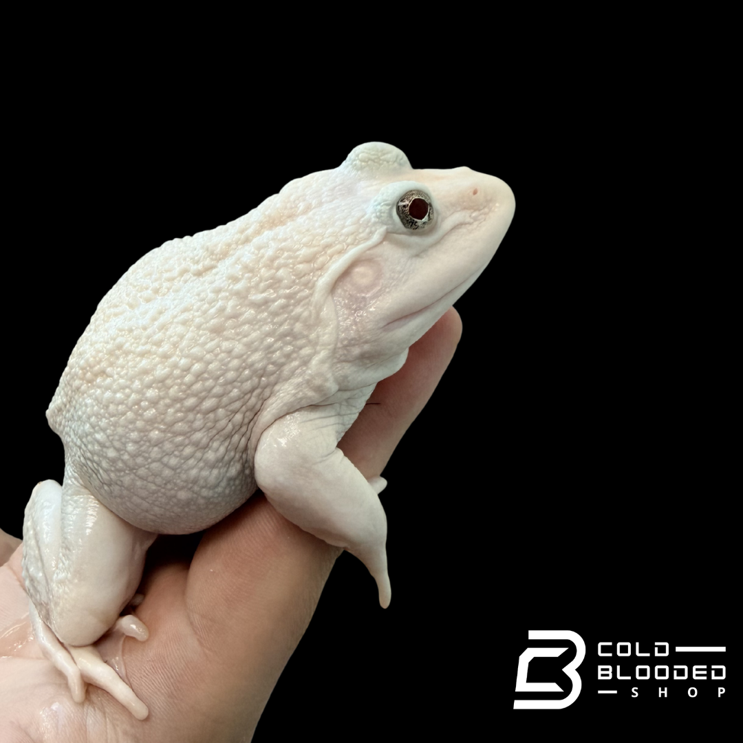 Lucy Chinese Bullfrog - Hoplobatrachus chinensis