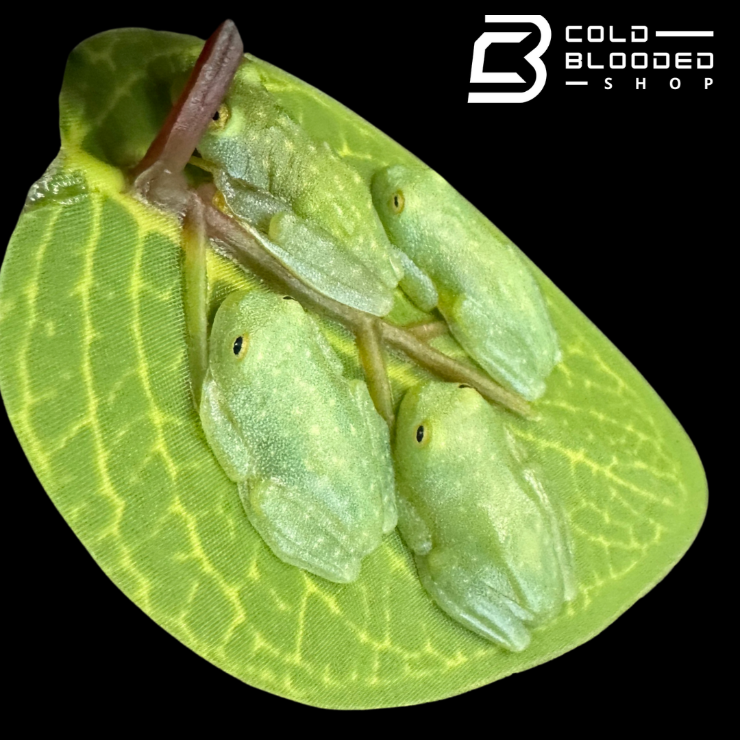 Fleischmann’s glass frogs - Hyalinobatrachium fleischmanni