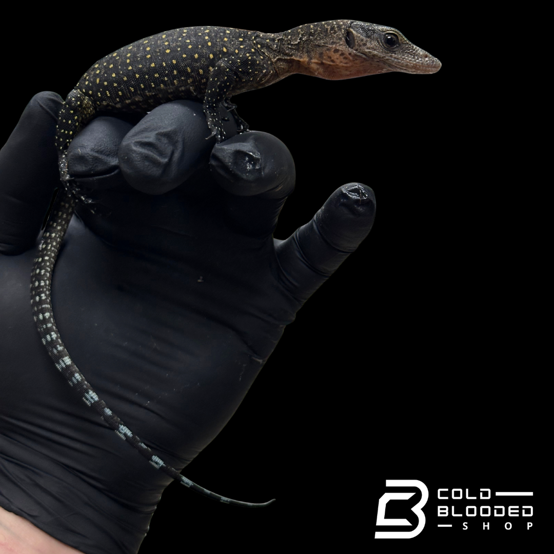 Baby Peach-throated Monitors - Varanus jobiensis