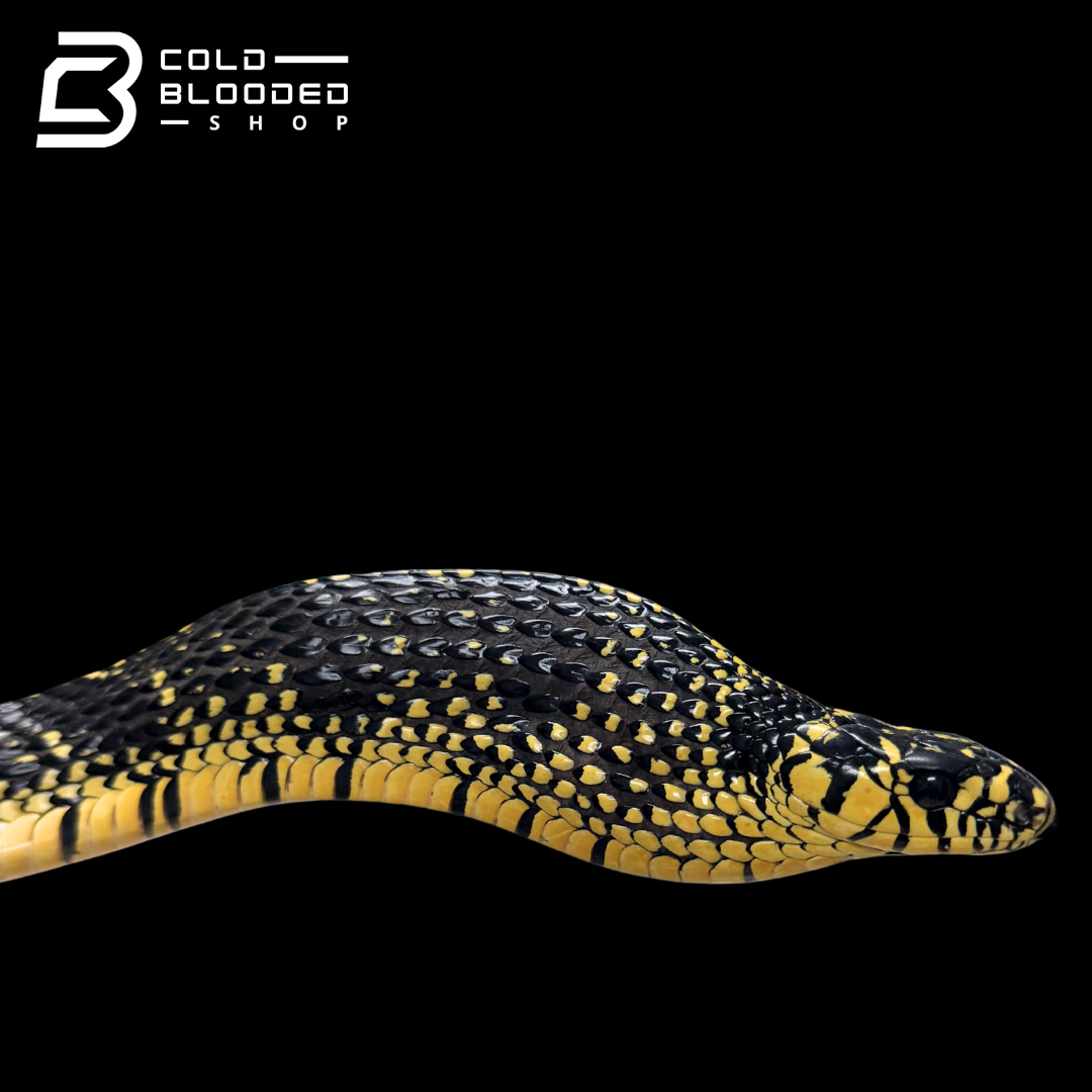 Adult Female Nicaraguan Tiger Rat Snake - Spilotes pullatus