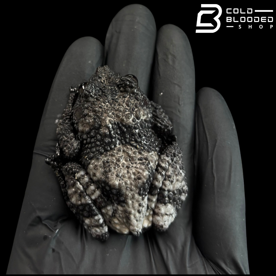 Rana de caca de pájaro vietnamita - Theloderma asperum
