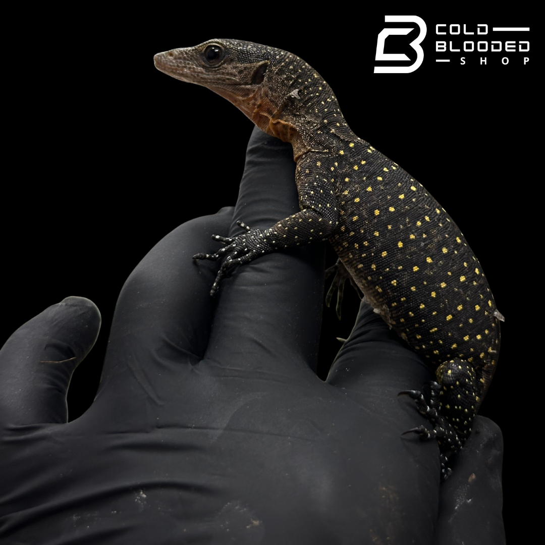 Baby Peach-throated Monitors - Varanus jobiensis