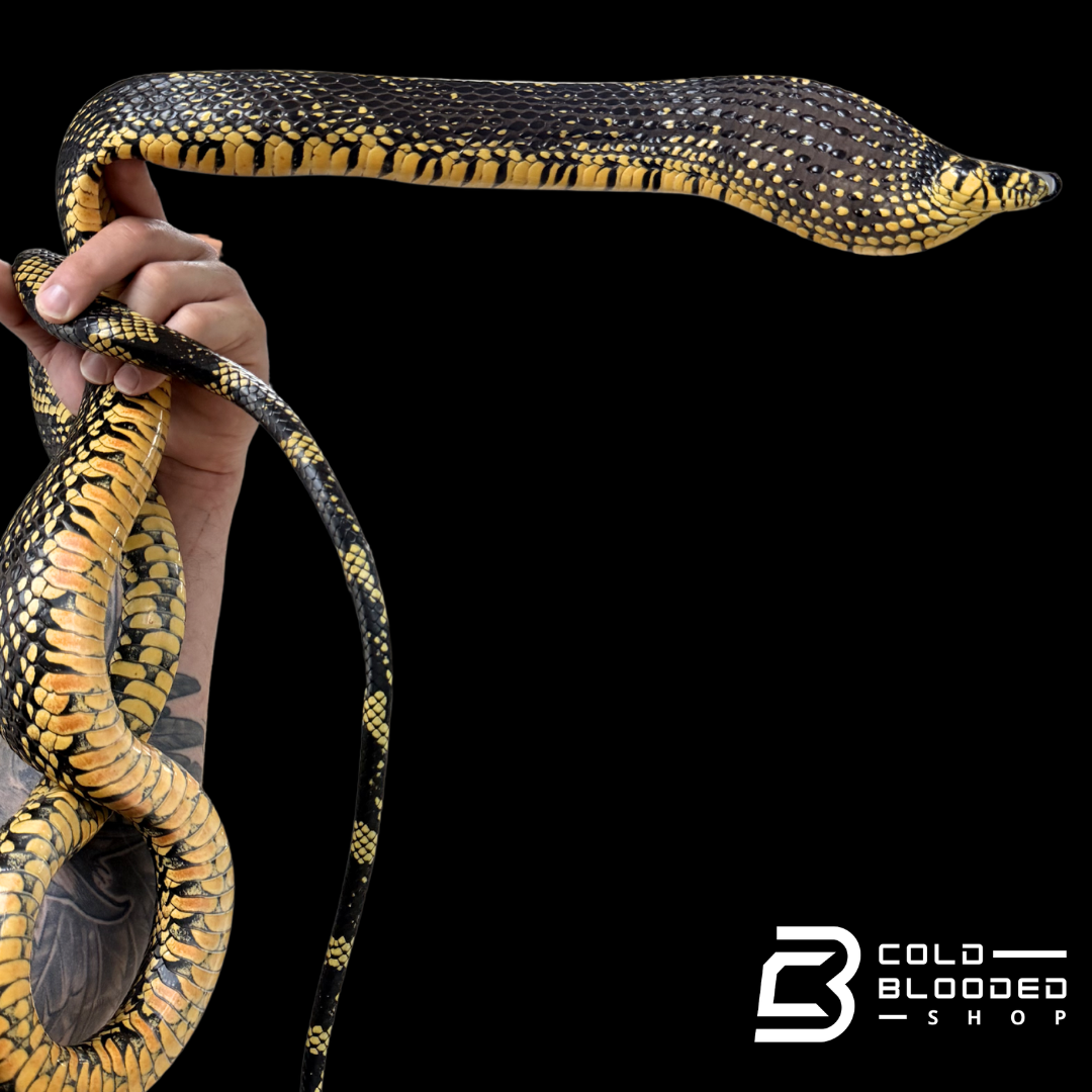 Adult Female Nicaraguan Tiger Rat Snake - Spilotes pullatus