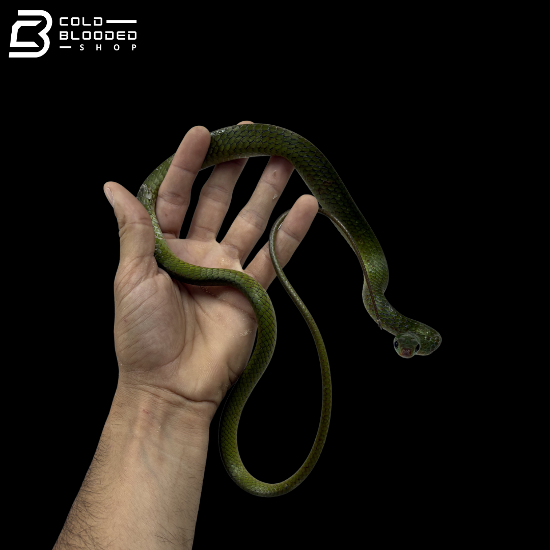 Juvenile Female Smooth Machete Fire Snake - Chironius Scurullus