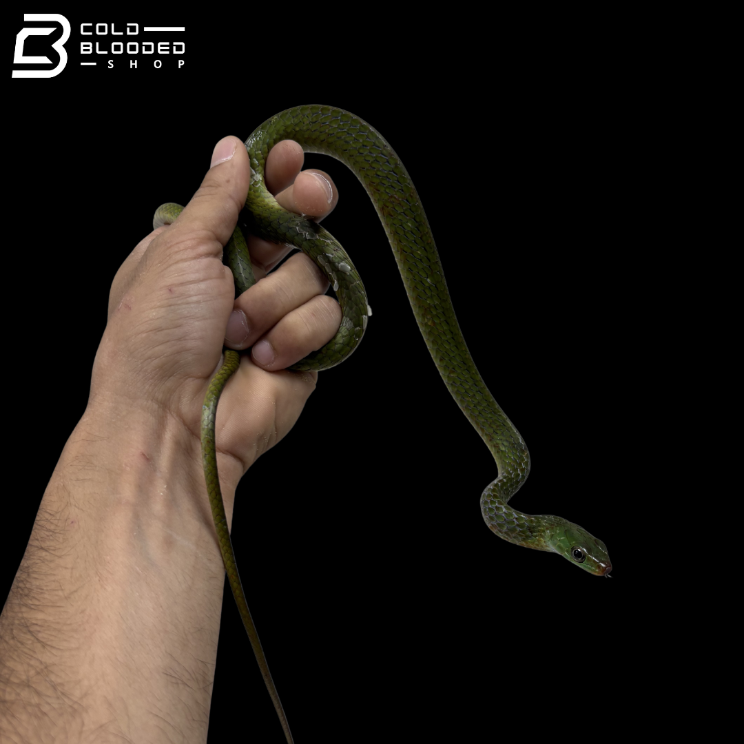 Juvenile Female Smooth Machete Fire Snake - Chironius Scurullus