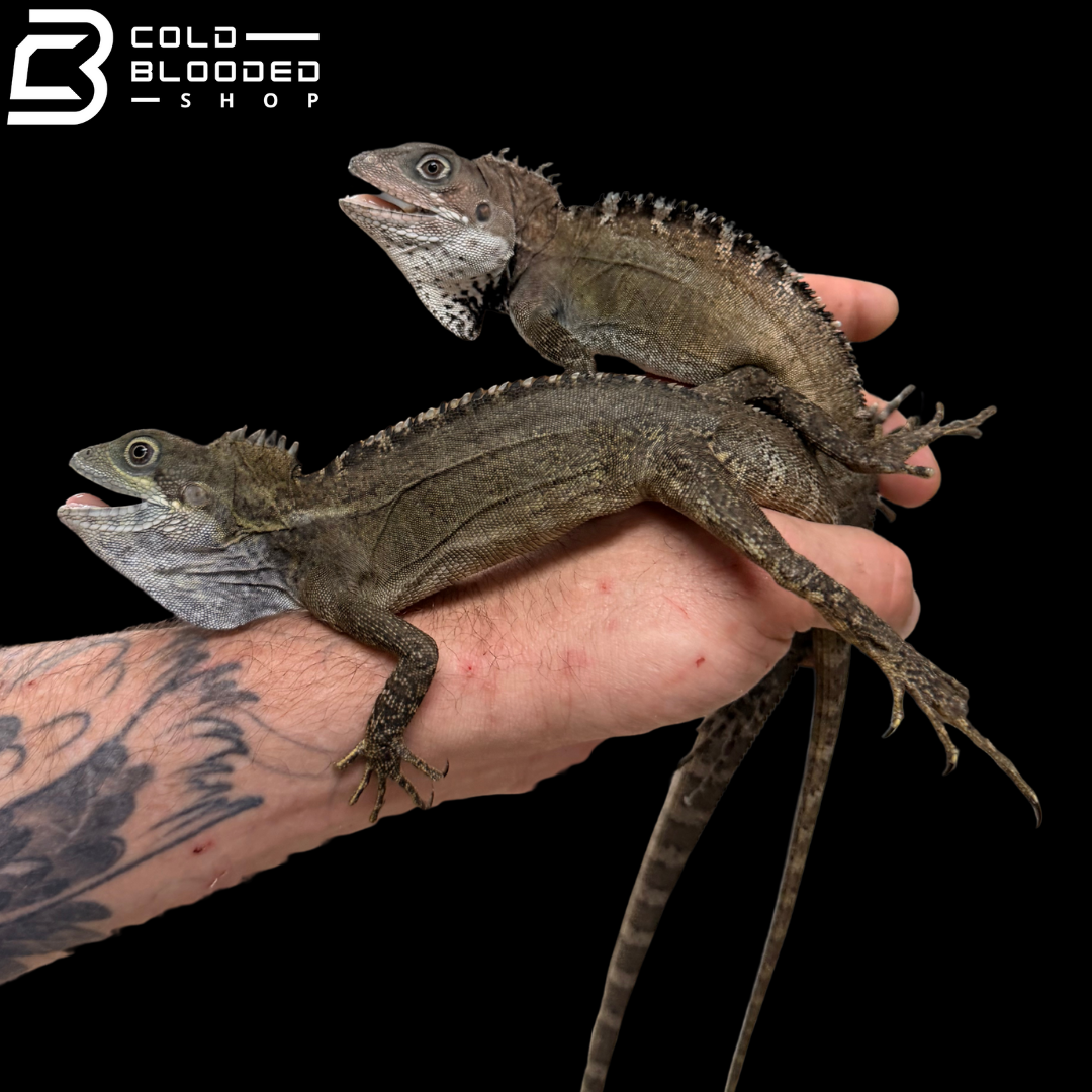 Bebé Uromastyx adornado