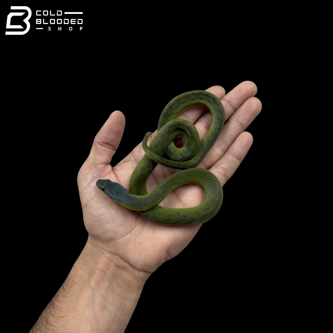 Velvet Swamp Snake - Erythrolamprus typhlus