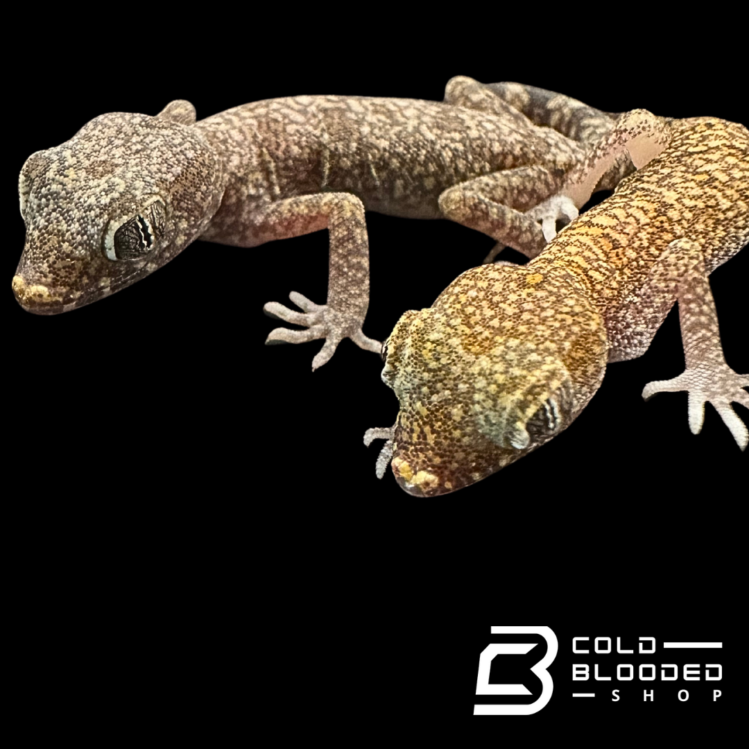 Speckled Dune Geckos - Stenodactylus Stenodactylus