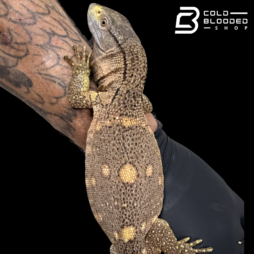 USCBB Black Throat Monitors - Varanus albigularis microstictus #1