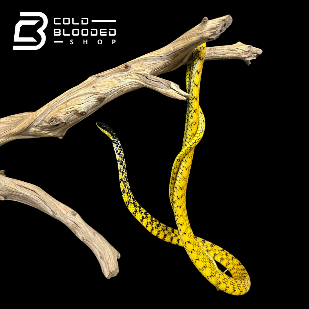 VERY RARE Keelback snake - Tropidonophis halmahericus