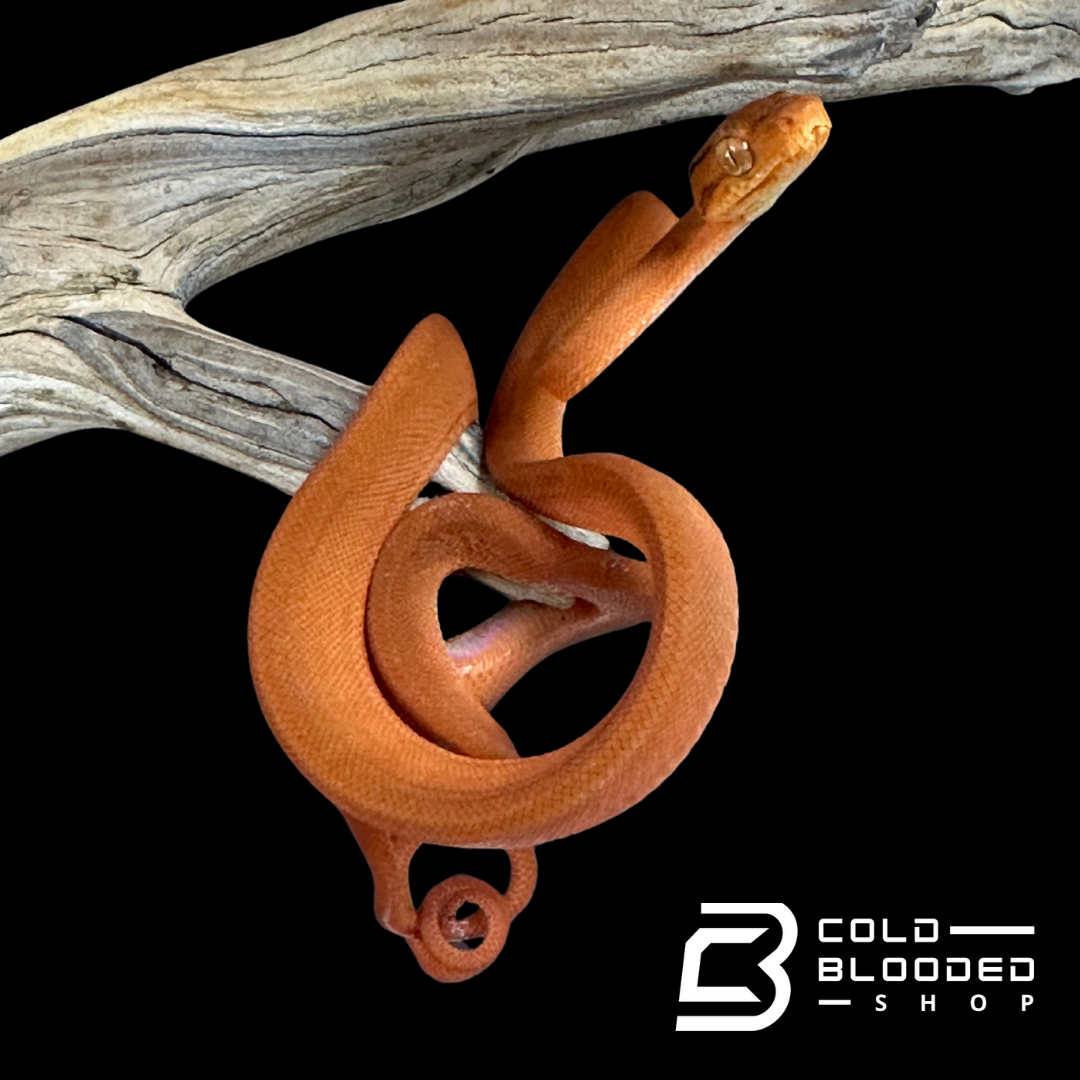 Orange Amazon Tree Boa - Corallus hortulanus