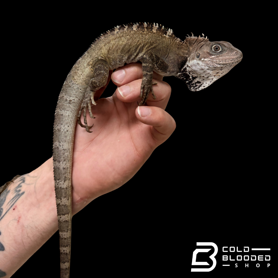 Bebé Uromastyx adornado