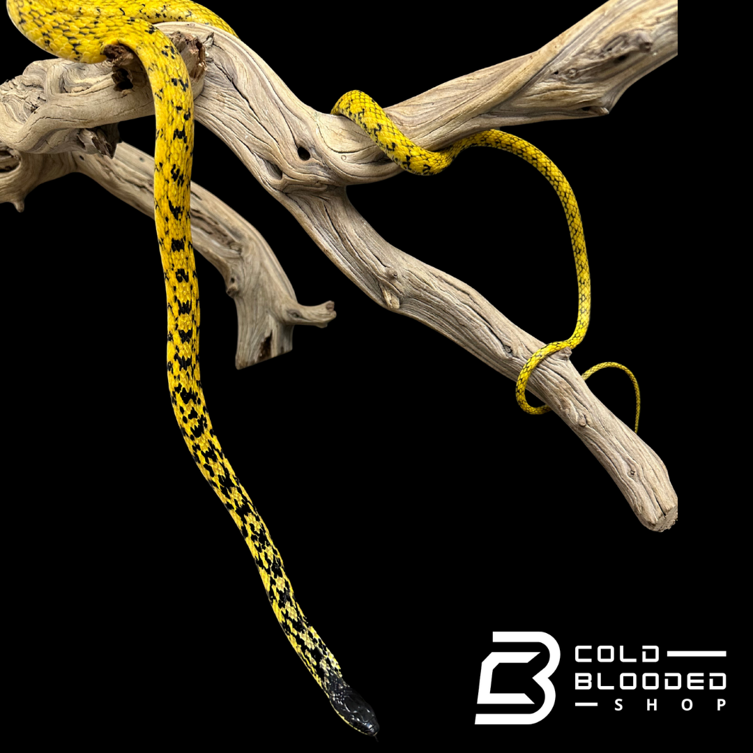 VERY RARE Keelback snake - Tropidonophis halmahericus