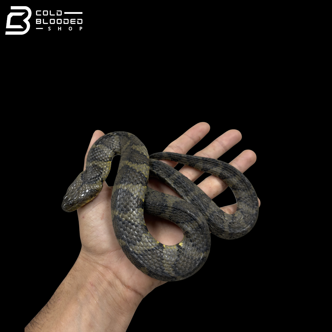 Female Brown-banded Water Snake - Helicops Angulatus
