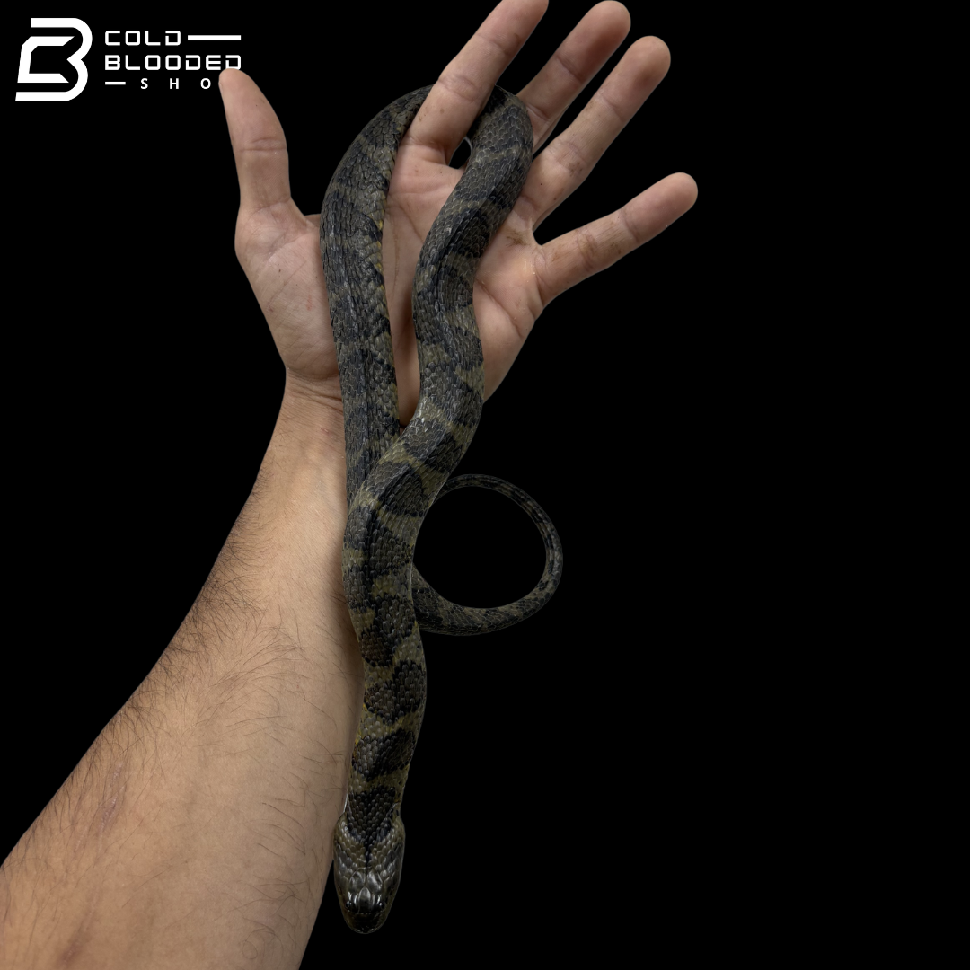 Female Brown-banded Water Snake - Helicops Angulatus