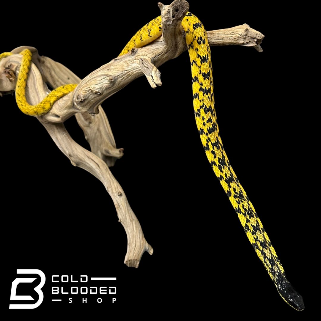 VERY RARE Keelback snake - Tropidonophis halmahericus