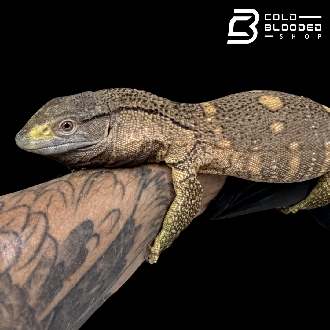 USCBB Black Throat Monitors - Varanus albigularis microstictus #1