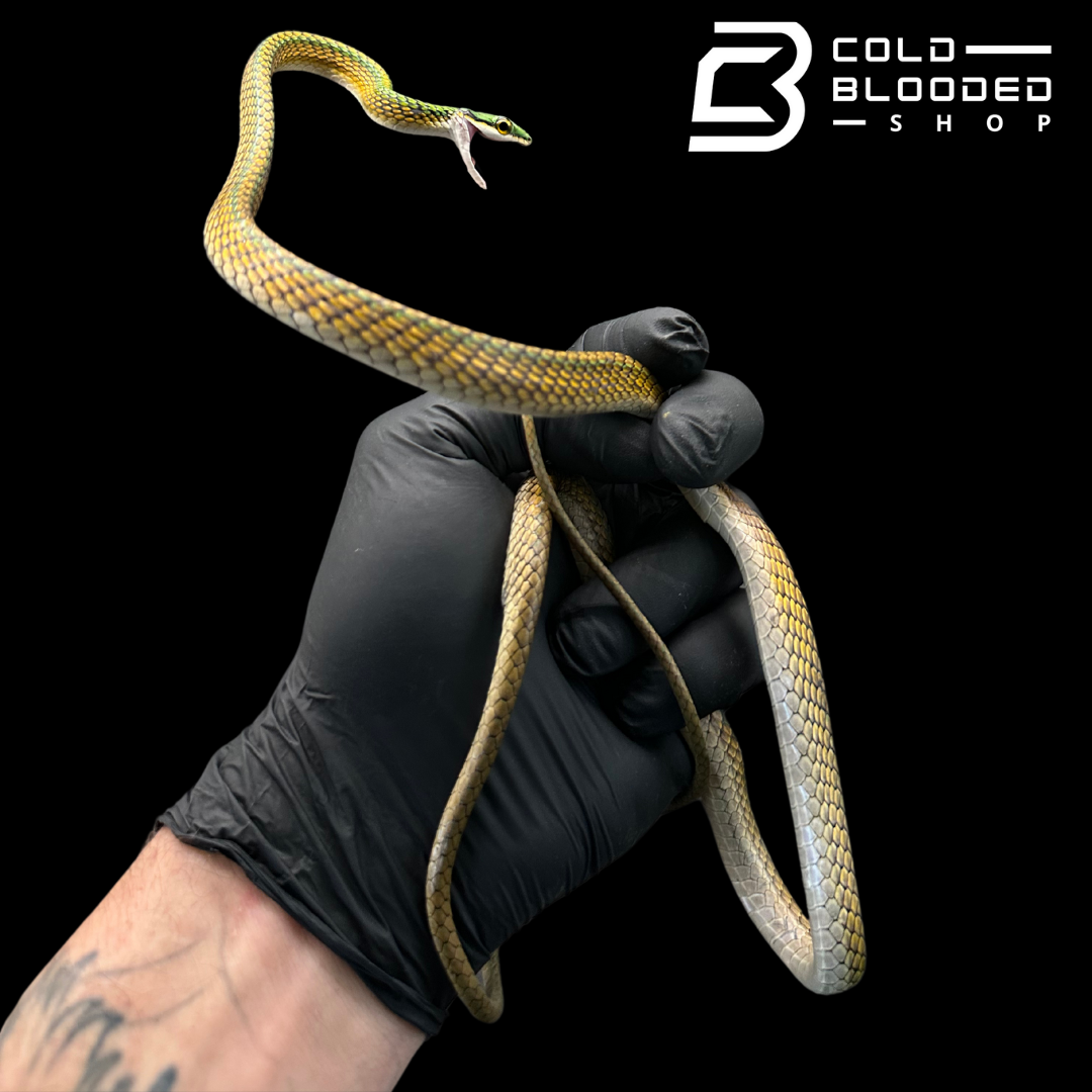 Serpientes rata de Jansen - Gonyosoma jansenii