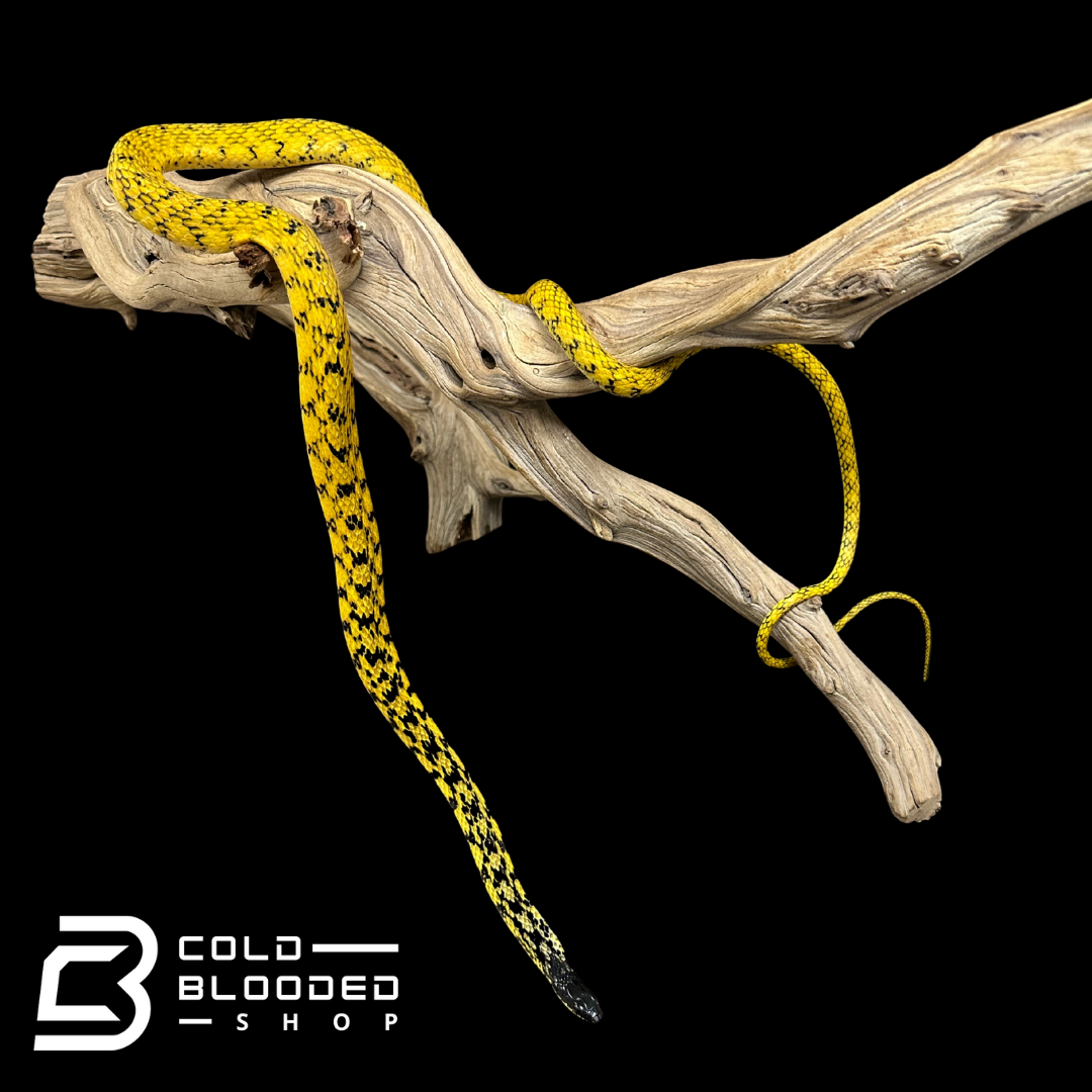 VERY RARE Keelback snake - Tropidonophis halmahericus