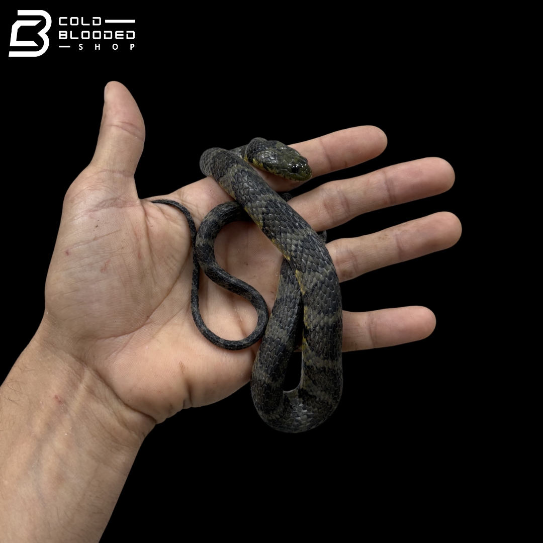 Male Brown-banded Water Snake - Helicops Angulatus