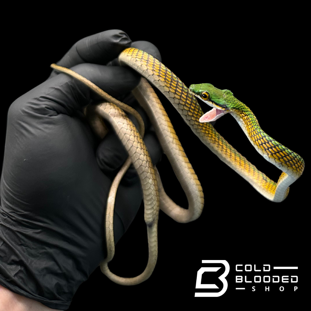 Serpientes rata de Jansen - Gonyosoma jansenii