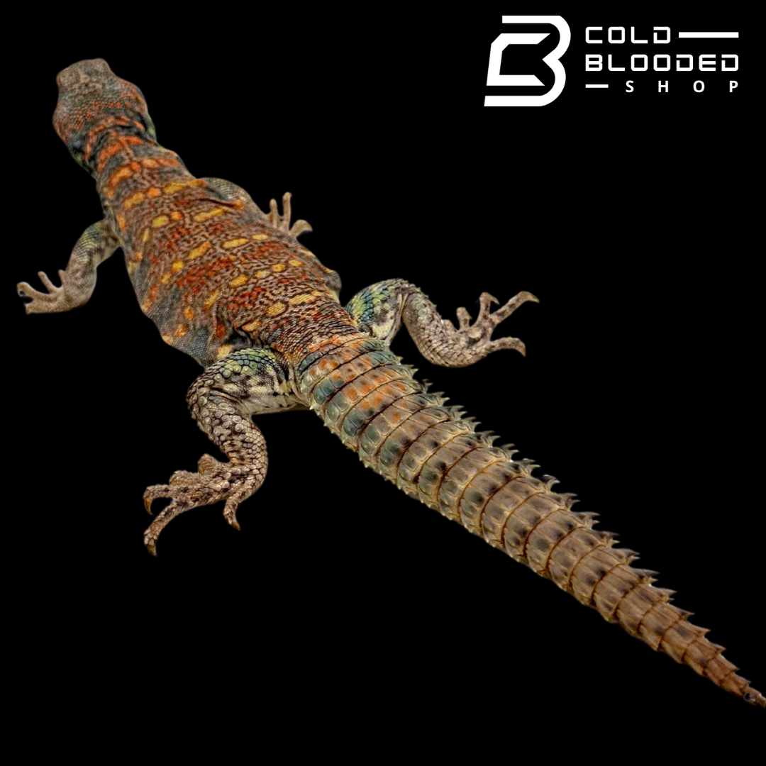 Adult STUNNER Male Ornate Uromastyx - Uromastyx ornata