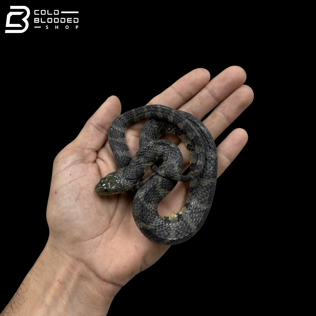 Male Brown-banded Water Snake - Helicops Angulatus