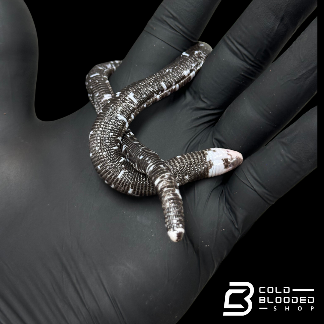 Black and White Worm Lizard - Amphisbaena fuliginosa #2