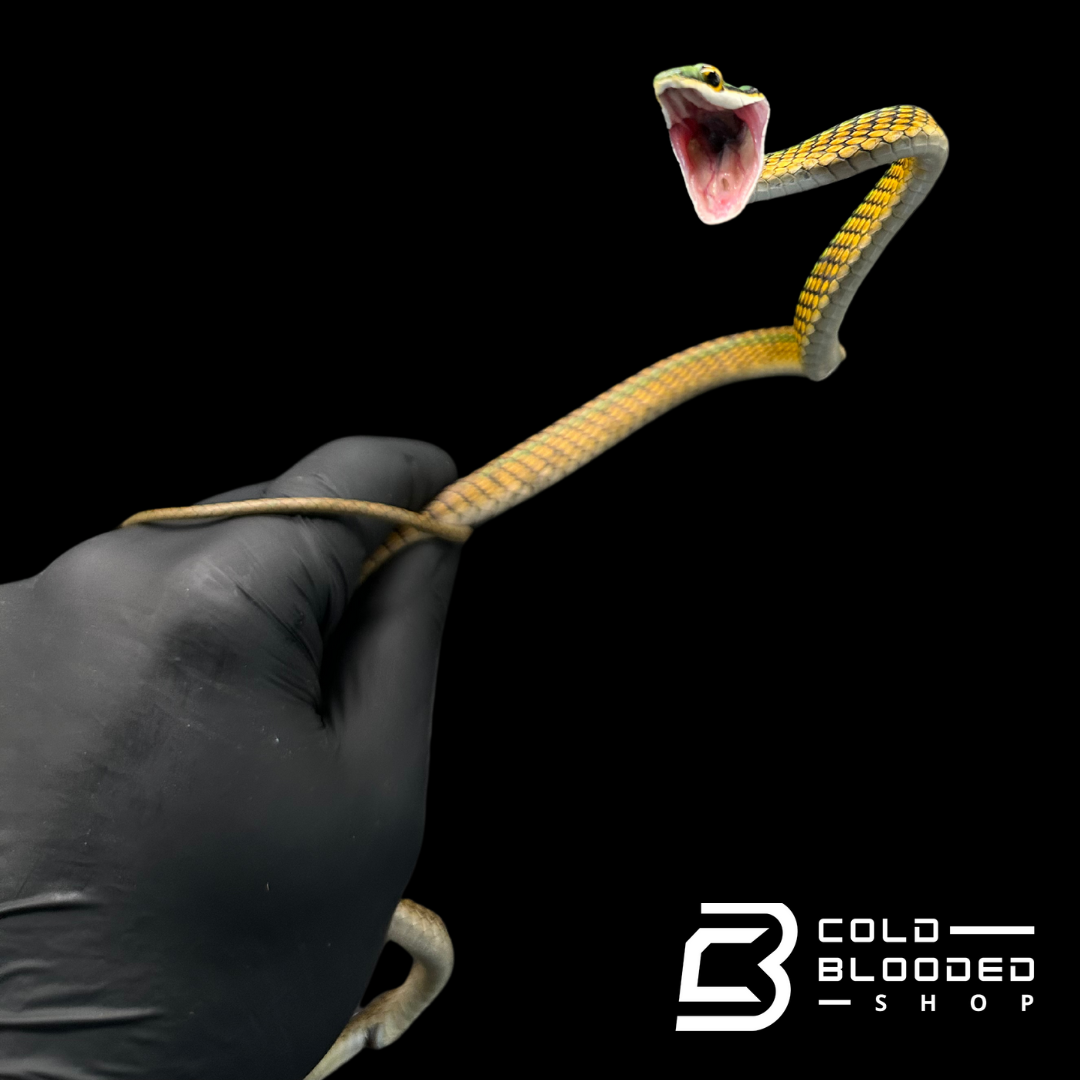 Serpientes rata de Jansen - Gonyosoma jansenii