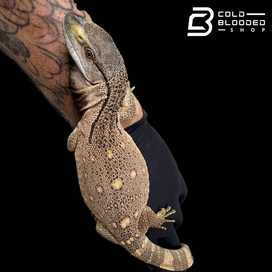 USCBB Black Throat Monitors - Varanus albigularis microstictus #2