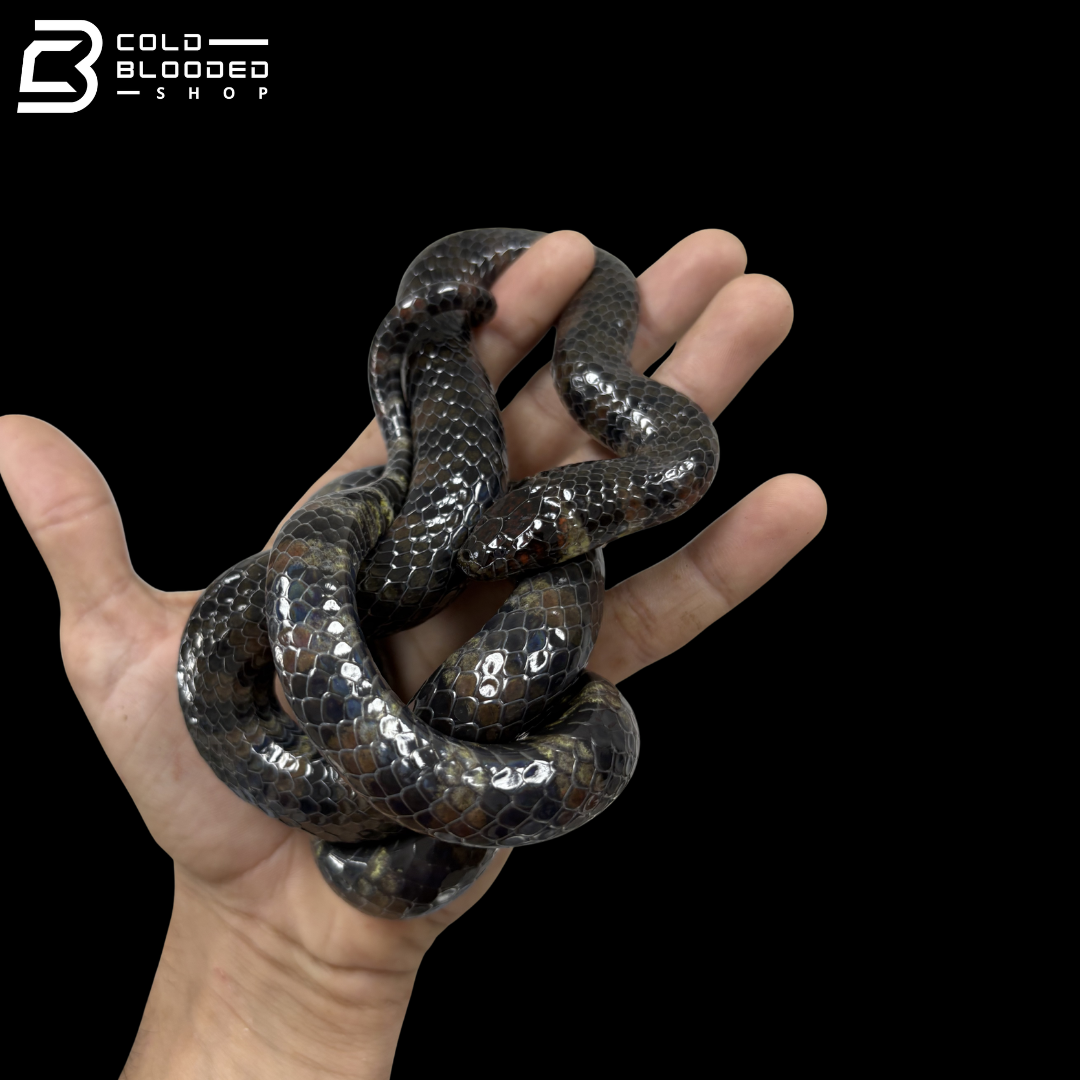 Female Coppery Marsh-Snake - Erythrolamprus Taeniogaster