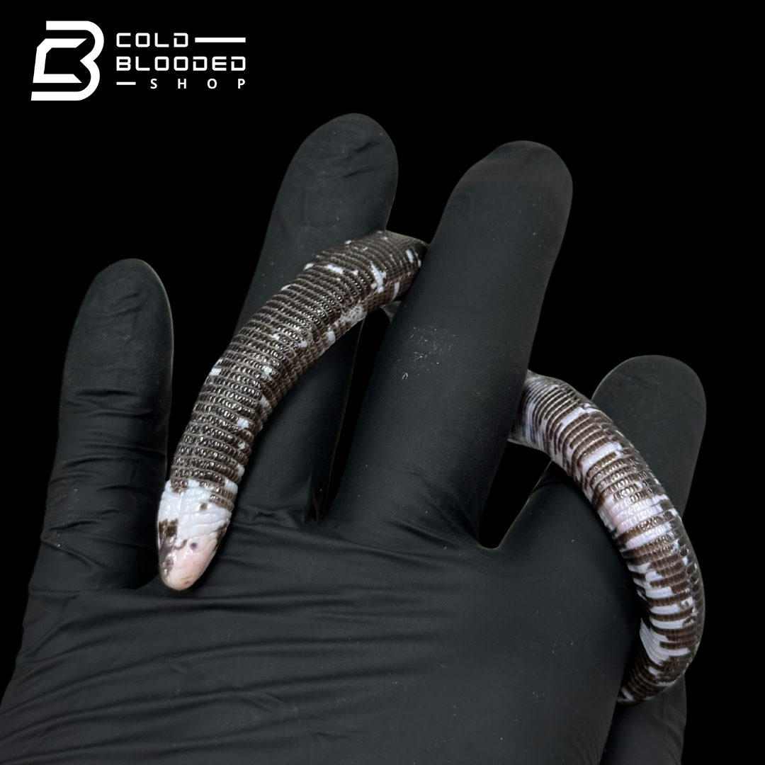 Black and White Worm Lizard - Amphisbaena fuliginosa #2
