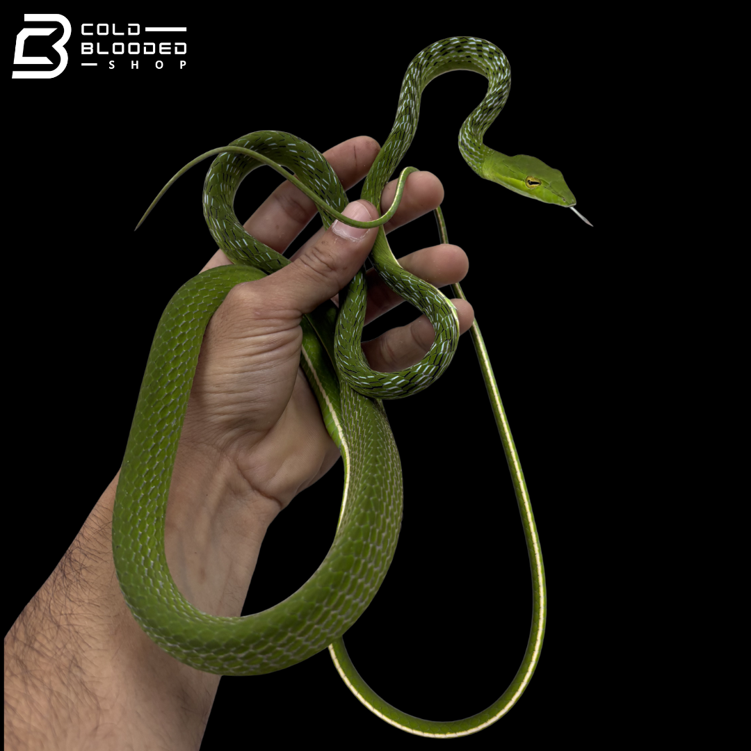 Asian Vine Snakes - Ahaetulla Prasina