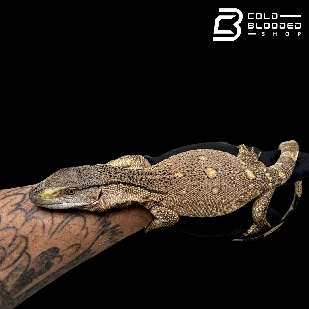 USCBB Black Throat Monitors - Varanus albigularis microstictus #2