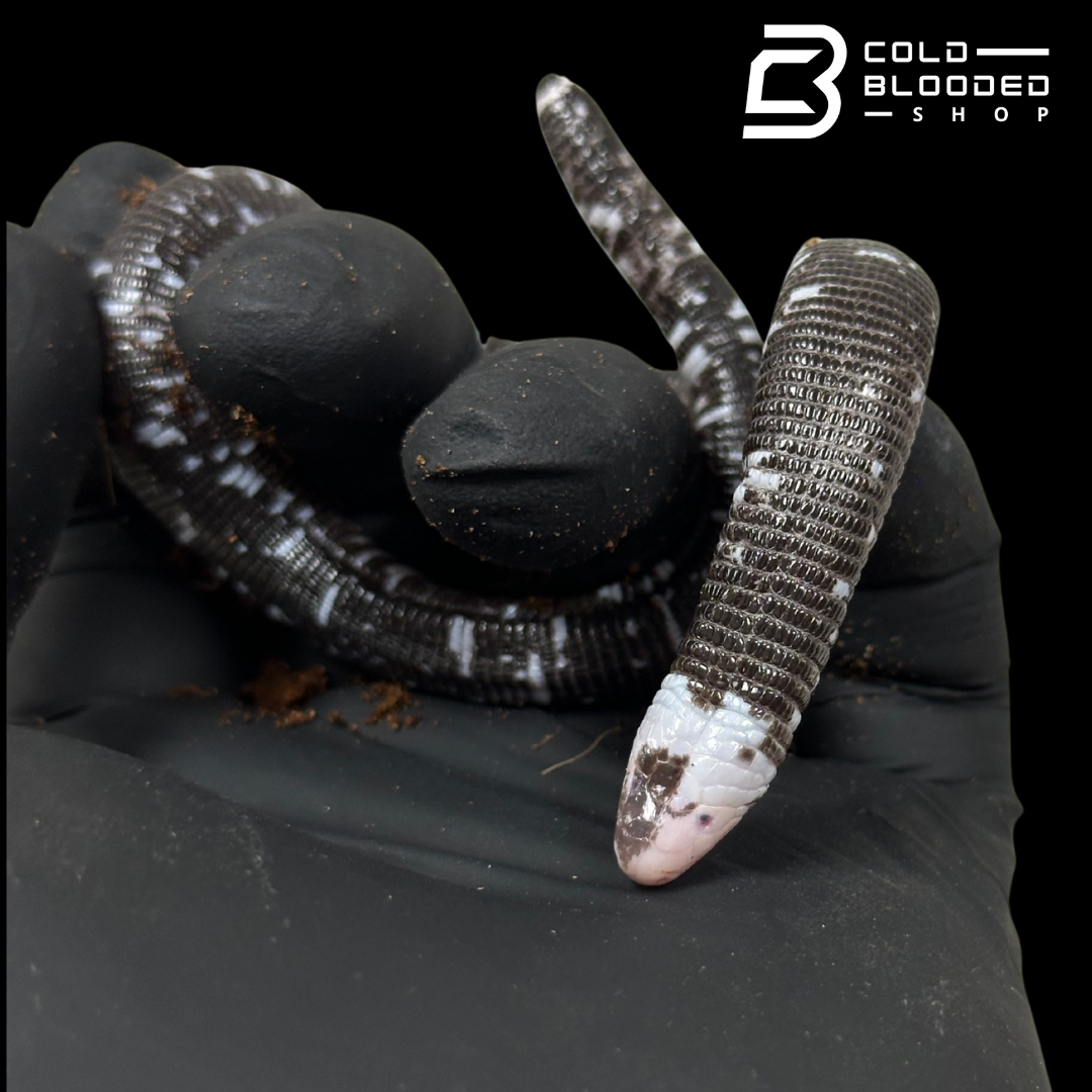 Black and White Worm Lizard - Amphisbaena fuliginosa #2