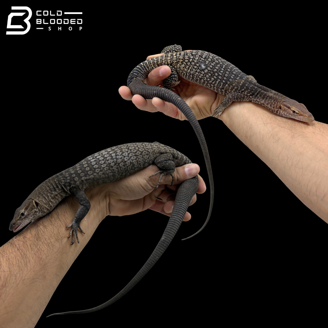 Pair Of Black-headed Monitors - Varanus Tristis