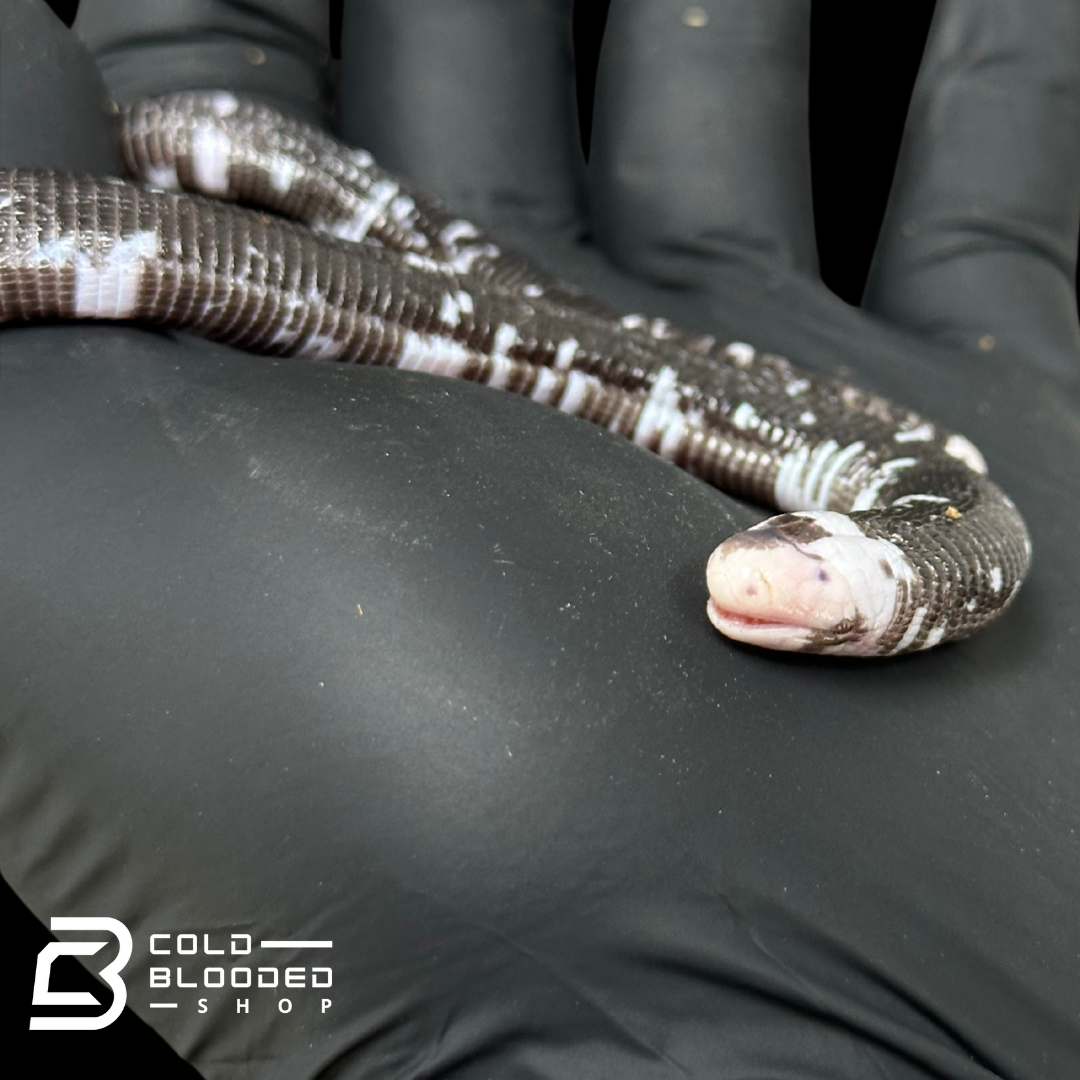 Black and White Worm Lizard - Amphisbaena fuliginosa #2