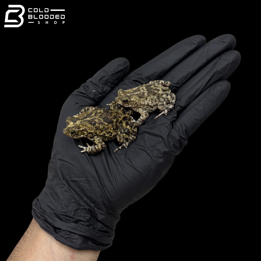Marbled Toads - Bufo Stomaticus