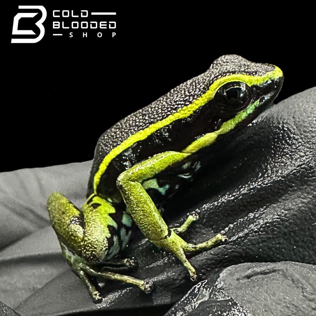 Three-Striped Dart Frogs (greens) - Ameerega trivittata