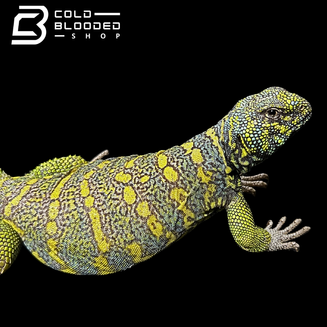 Adult Blue/Green Male Ornate Uromastyx - Uromastyx ornata