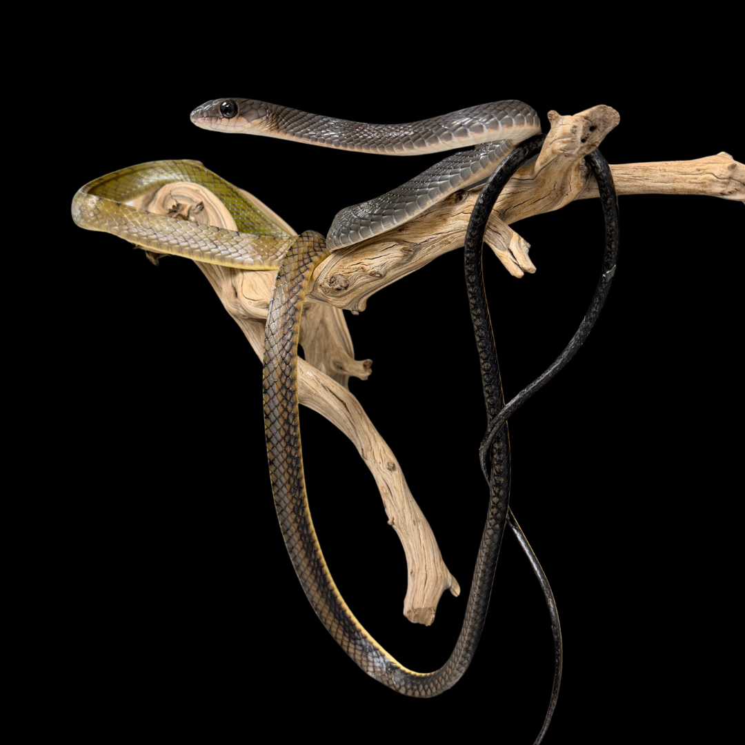Adult Pair of White-Bellied Rat Snakes - Ptyas Fusca
